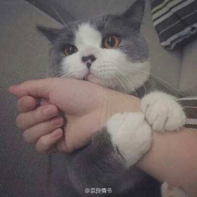 三剑豪2内购破解版下载